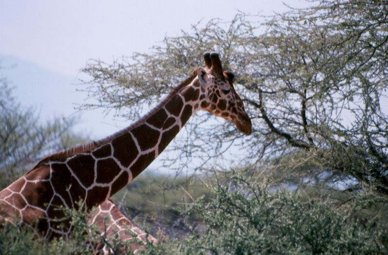 1-17 netgiraffe - Samburu national reserve